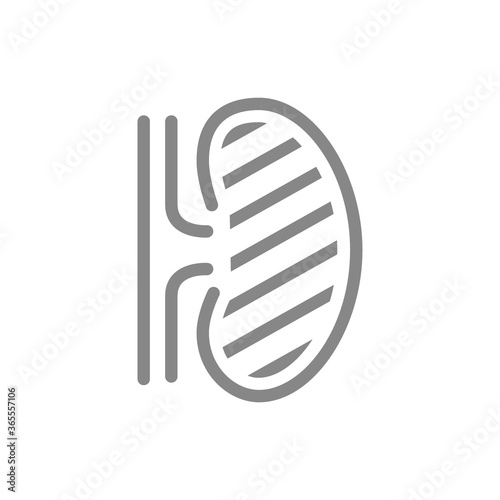 Sore human kidney line icon. Renal cysts, ureteral stones, infected organ symbol