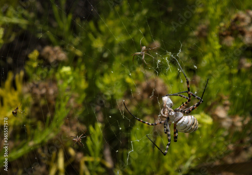 Female and male tiger spider (Argiope trifasciata) on a spider web with plant background