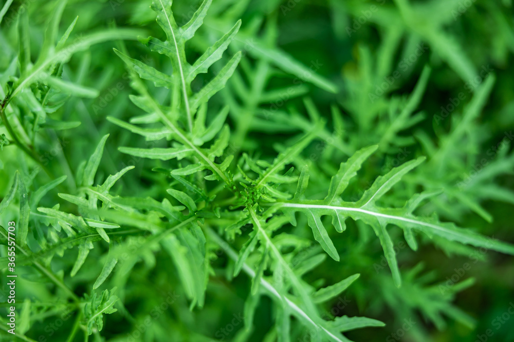 arugula background texture, the growing plants. Fresh Rocket salad organic arugula background texture, the growing plants. Fresh Rocket salad organic