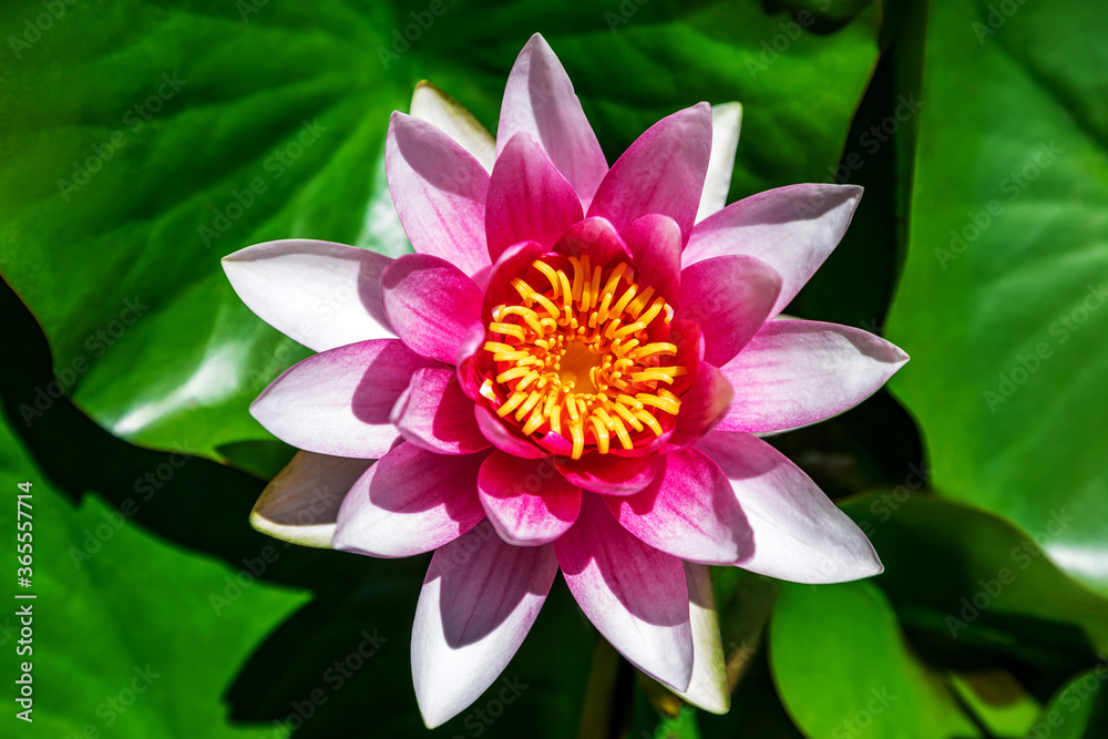 Water lily growing on an artificial water reservoir Water lily growing on an artificial water reservoir