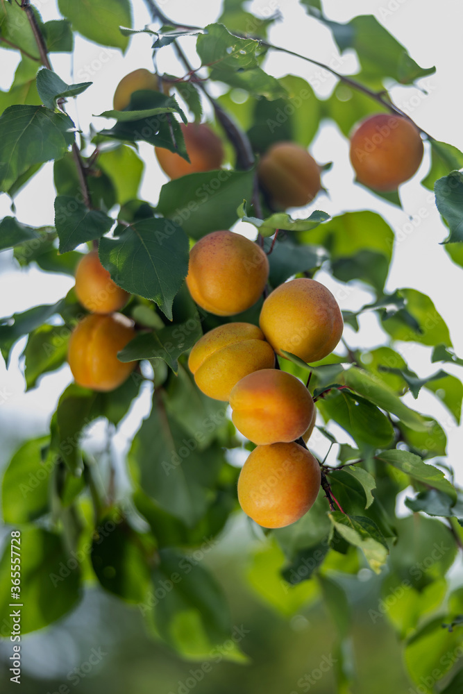 ripe apricots hang on a branch with leaves