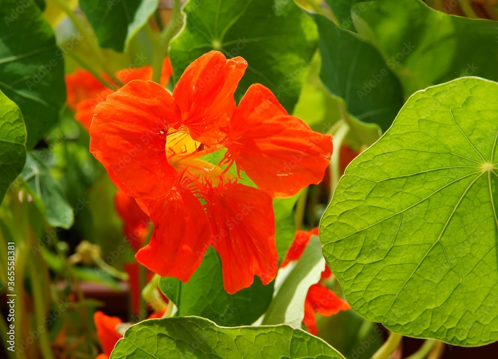 pretty orange flowers of nasturtium plant in a garden close up pretty orange flowers of nasturtium plant in a garden close up