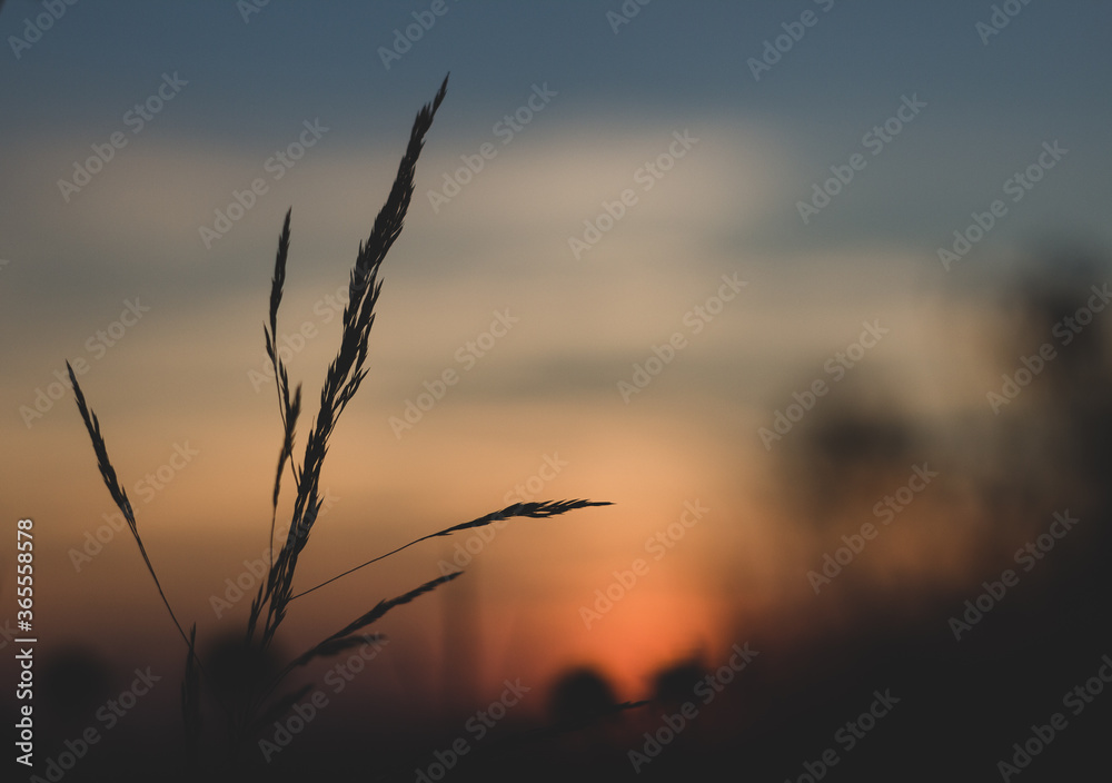 Obraz premium Sunset in the meadow - flowers - background