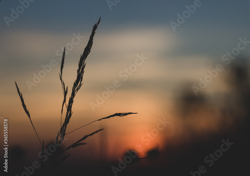  Sunset in the meadow - flowers - background