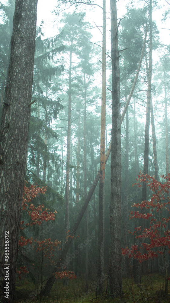 Fototapeta premium forest vibe