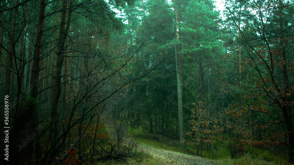 Obraz premium forest vibe