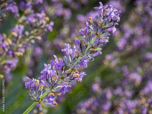 close up flower of lavender