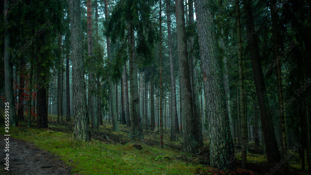 Fototapeta premium forest vibe