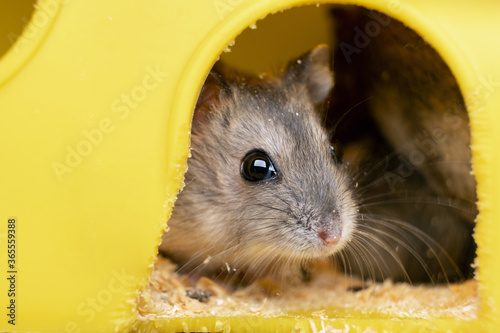 Small gray jungar hamster rat in yellow home cage. photo