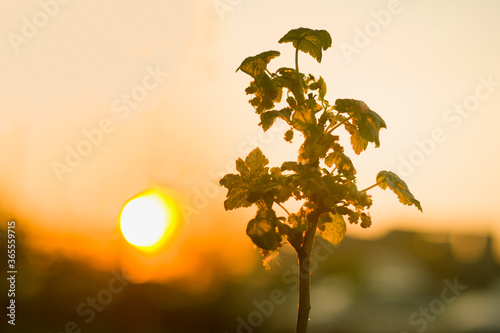 Close-up of growing tree top  gooseberry or currant bush with dark green leaves on bright sun and soft blurred sky at sunset background.