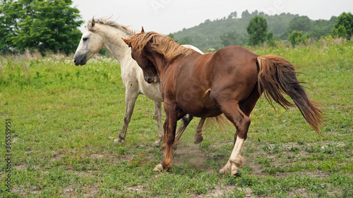 Wild Horses in Kentucky -2 © Sue