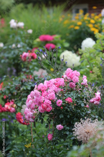 pink flowers in the garden