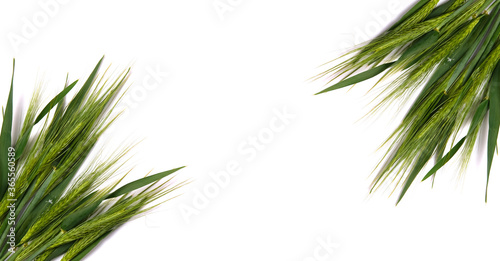 Green fresh wheat heads on white copy space background.
