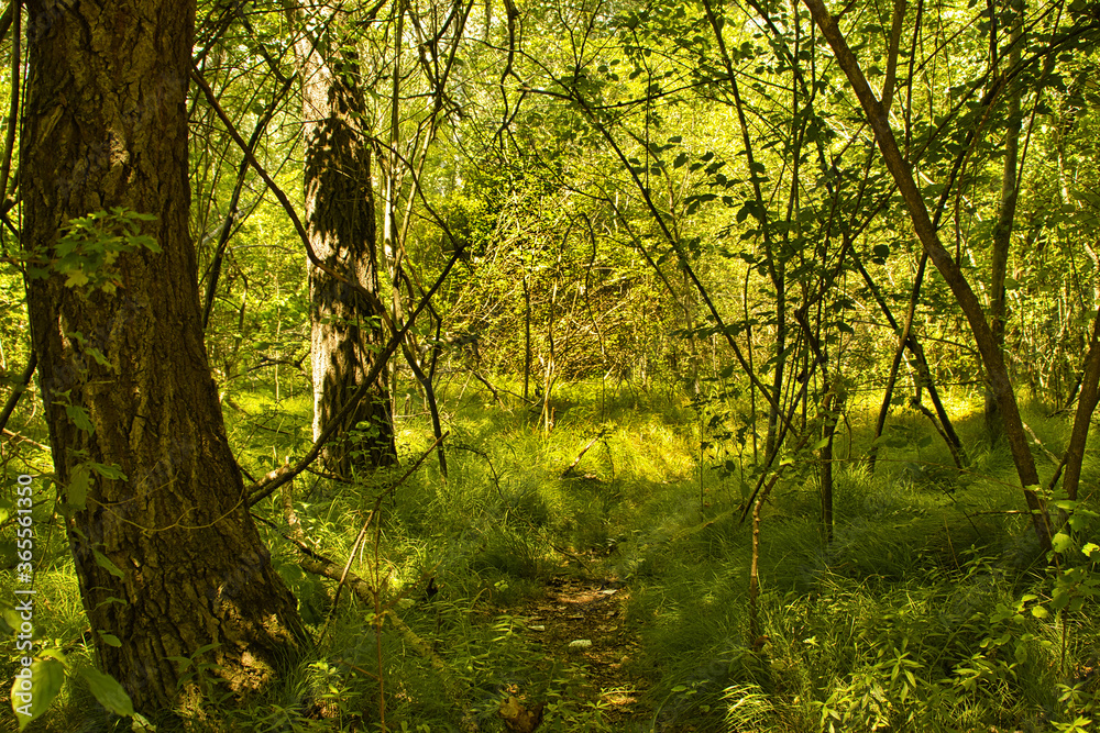 lighted green forrest in vienna austria, national park donauauen lighted green forrest in vienna austria, national park donauauen