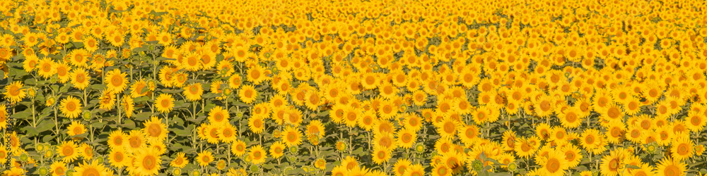 Panoramic Close-Up Of Yellow Sunflower Field of sunflowers. fresh and nature concept.
