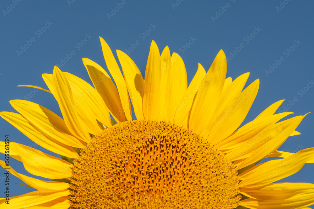 Naklejka premium Sunflower petals with blue sky.