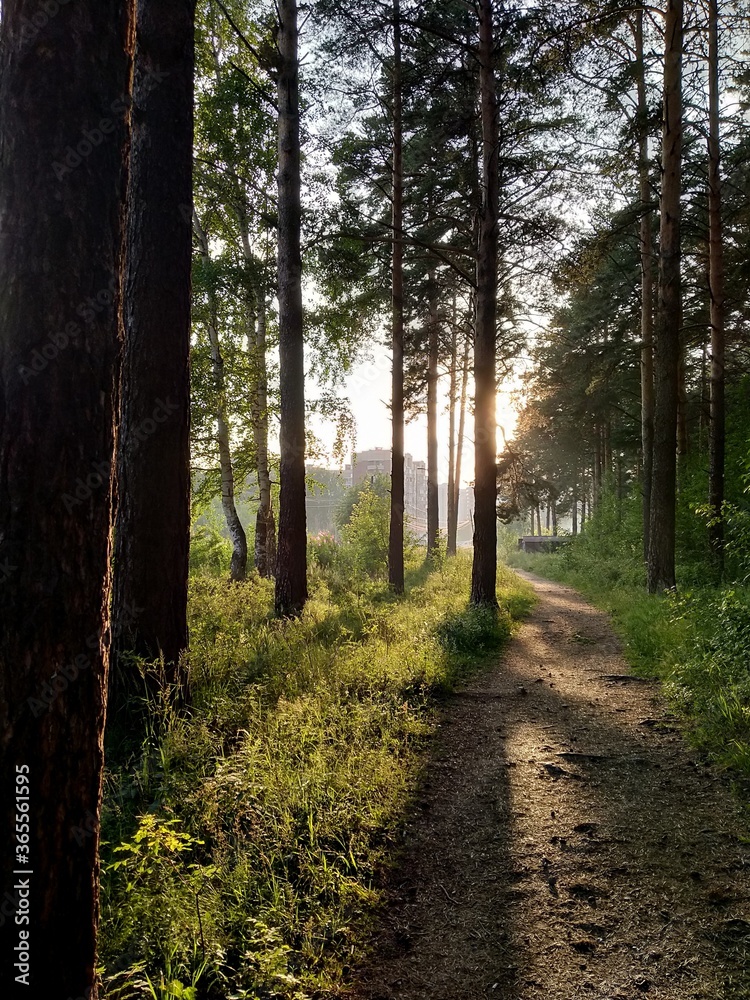 Fototapeta premium path in the woods