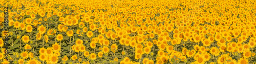 Panoramic Close-Up Of Yellow Sunflower Field of sunflowers. fresh and nature concept.