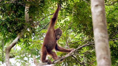 An orangutan climbing up a tree and joined by another orangutan photo