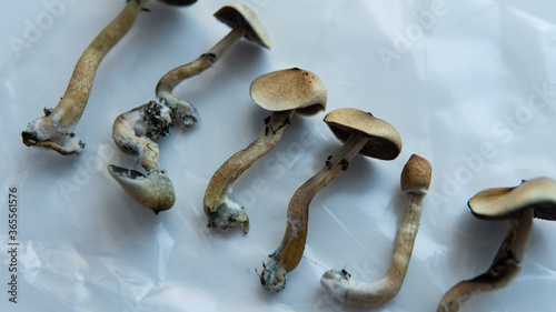 .recreational varieties of psilocybin mushrooms, study of magic mushrooms and their effects. Mycology and psilocybin mushrooms