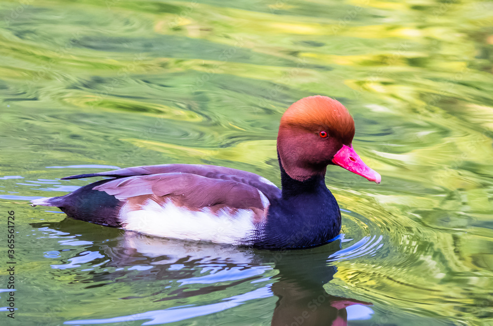 Fototapeta premium Red crested pochard swims in a pond