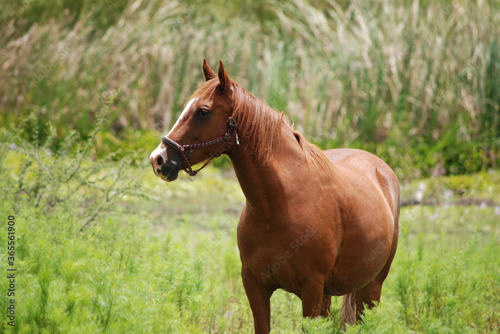 horse in the field horse in the field