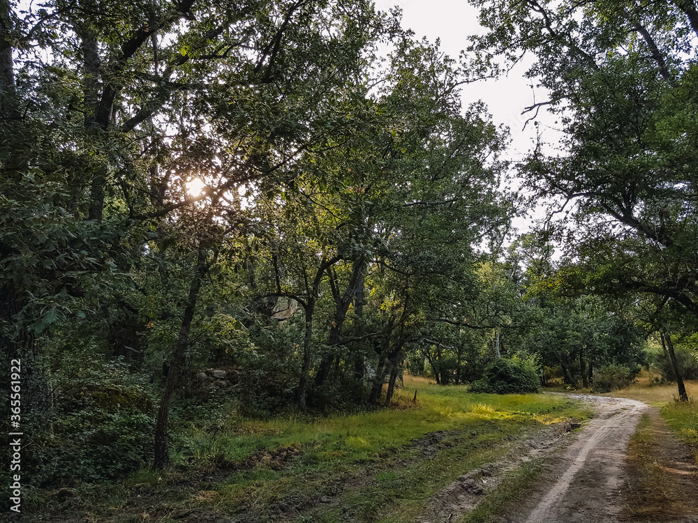 Magical path in a forest at sunset Magical path in a forest at sunset