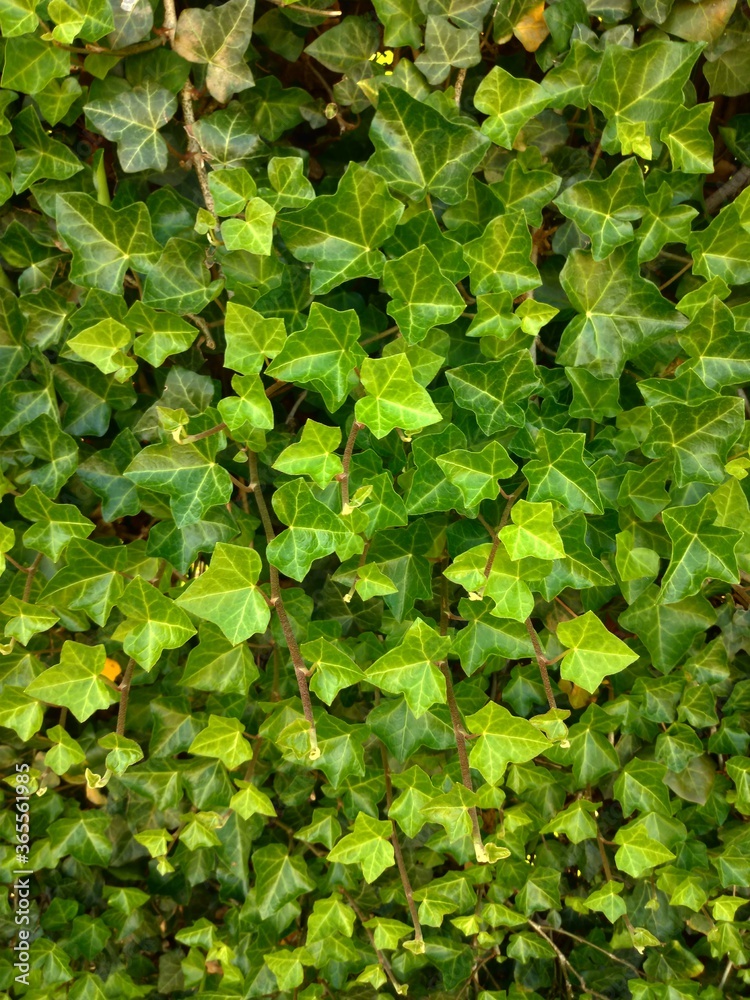 green leaves background green leaves background
