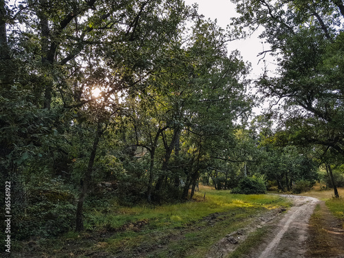 Magical path in a forest at sunset