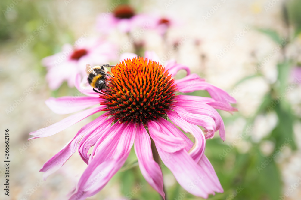 A bumblebee on a pink echinacea, coneflower. More coneflowers can be seen in the background in soft focus. A bumblebee on a pink echinacea, coneflower. More coneflowers can be seen in the background in soft focus.