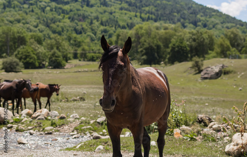 Portrait of a sick horse with flies on the background of nature