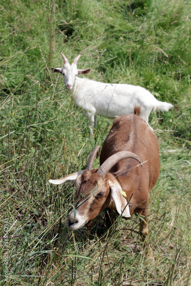 Herde von Hausziegen (Capra aegagrus hircus) auf der Weide Herde von Hausziegen (Capra aegagrus hircus) auf der Weide