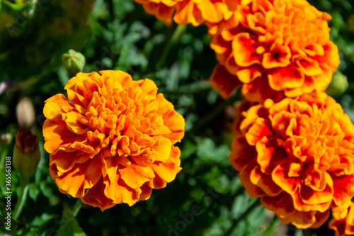 Fototapeta Naklejka Na Ścianę i Meble -  Pomarańczowe kwiatki