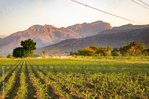 Campo mexicano en Cuautla Morelos  photo