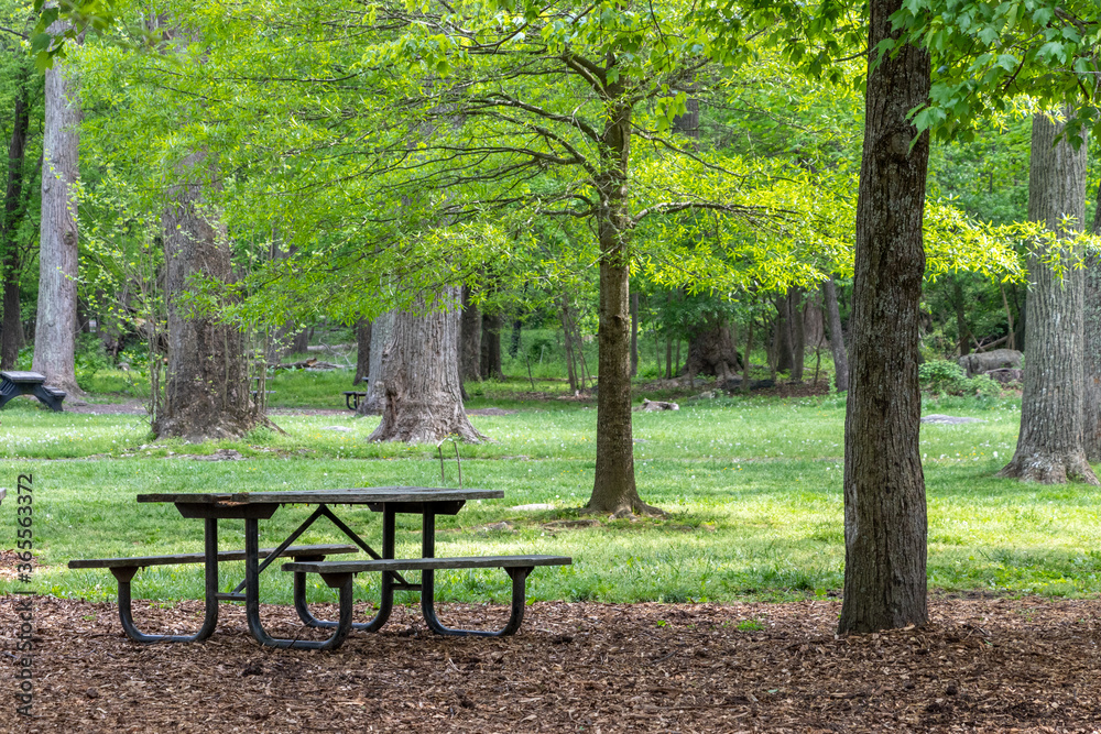 Lonely Bench among trees