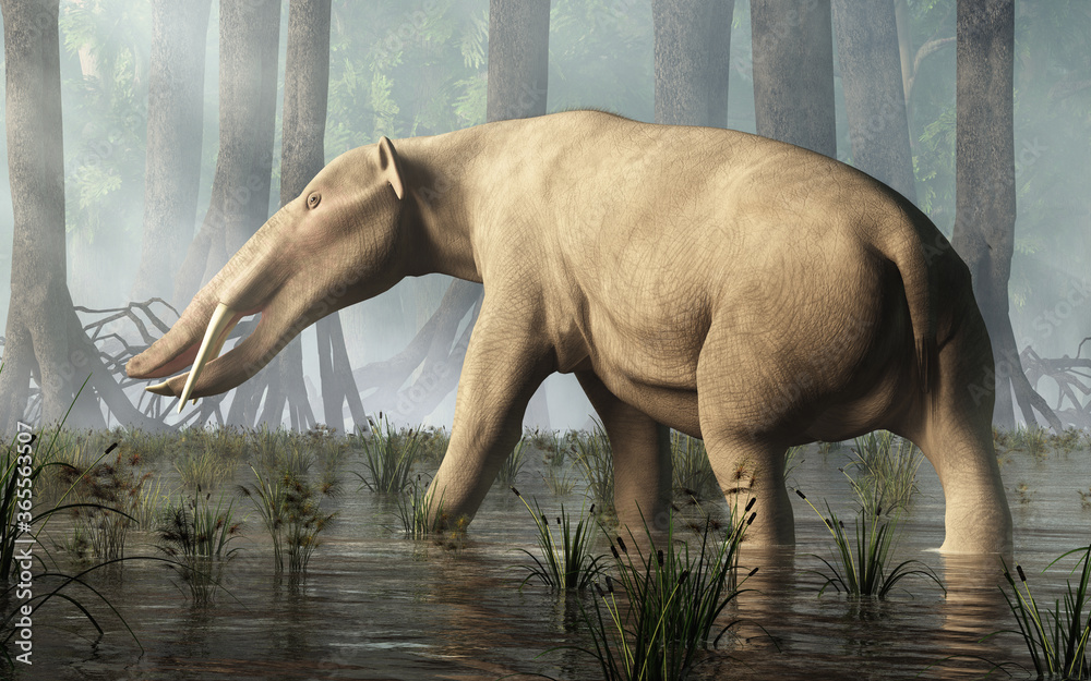 Ambelodon, the shovel tusker, is an extinct species proboscidean, a cousin  of modern elephants. Notable for