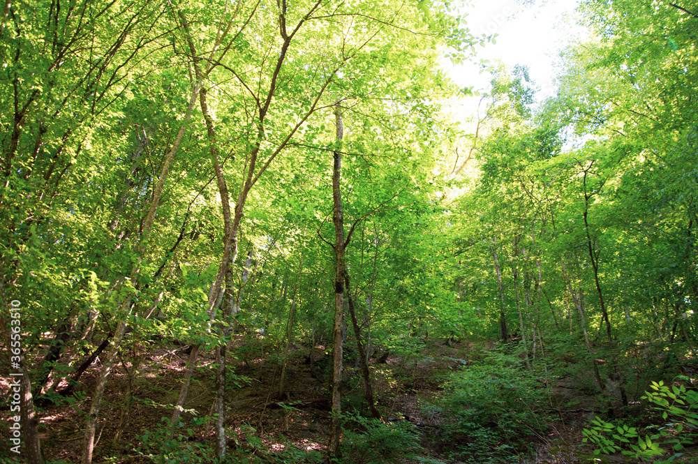 sun rays in the forest