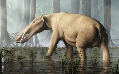 Ambelodon, the shovel tusker, is an extinct species  proboscidean, a cousin of modern elephants. Notable for its long lower jaw, it roamed the Earth 6 to 9 million years ago during the Miocene period photo