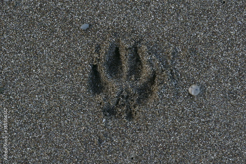 View of a trace of a dog paw over the wet sand