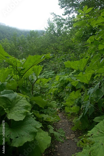 Huge burdock leaves grow on the sides of the path