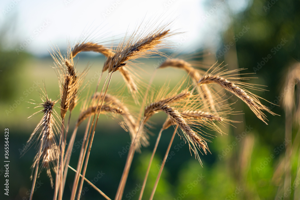 Wheat ears on a blurred background of nature. Taken with Helios 44-2 lens