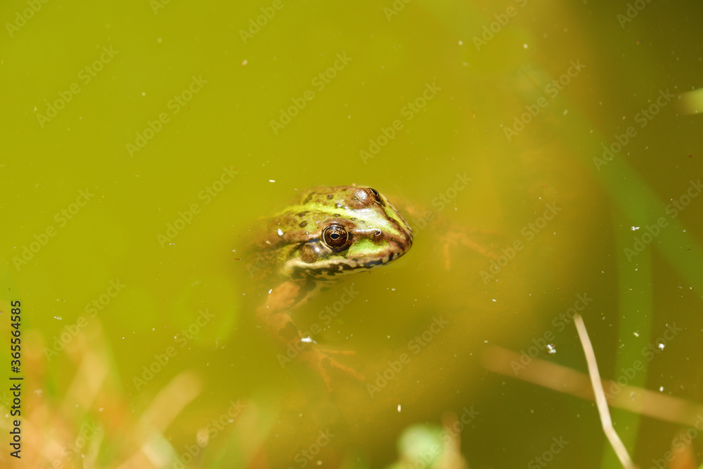 a frog leaning out of the water