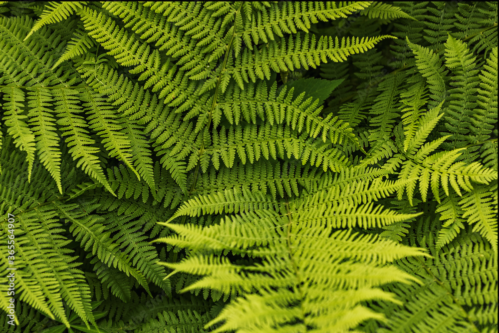 Background from green leaves of fern. Summer time.