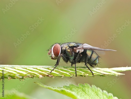 Oriental Latrine Fly - Green flies, close up details of flies © Eksapedia