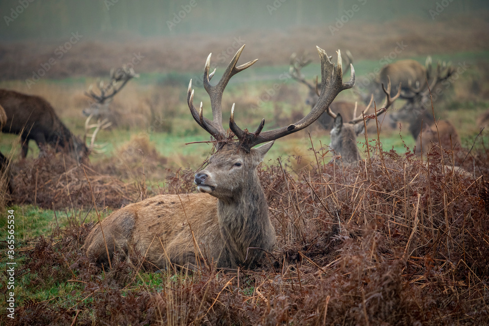Obraz premium Deer in Richmond park