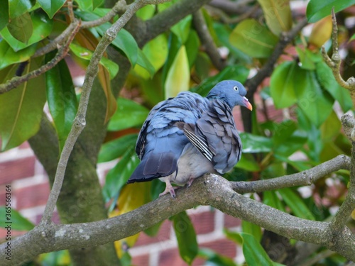 Pigeon in a tree - taken in Portsmouth UK