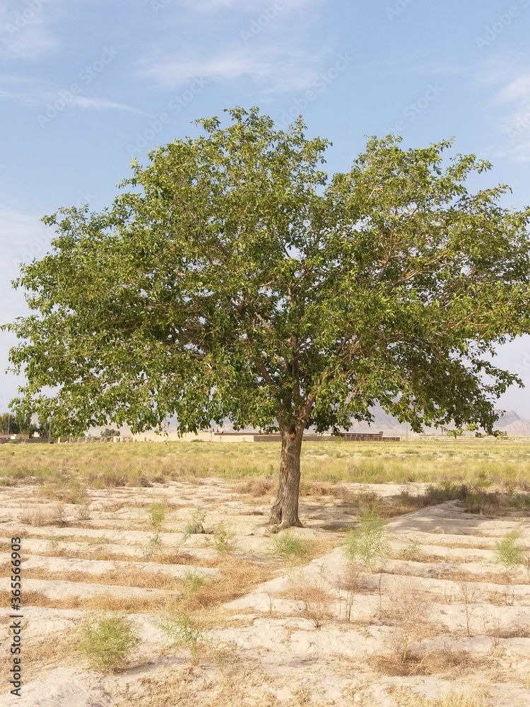Fototapeta premium tree in the park