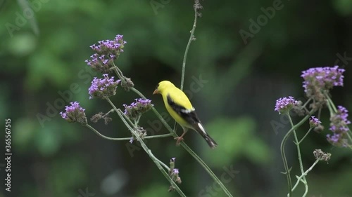 Goldfinch eating Purpletop Vervain blossoms in the garden