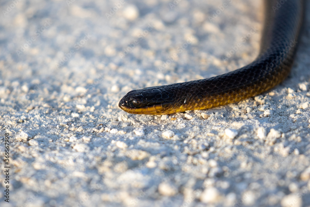 Fototapeta premium Brown Water Snake