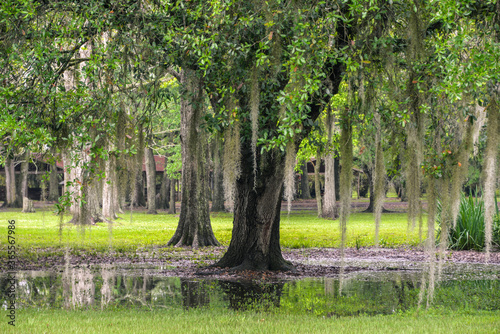 bayou tree